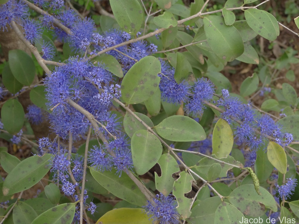 Memecylon umbellatum Burm.f.